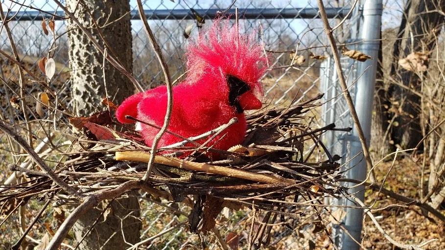 Bright red cardinal perched in a twig nest on a bare branch near a chain-link fence in the background.